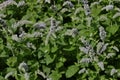 Leaves and flowers of the true peppermint, Mentha piperita, in summer, Bavaria, Germany, Europe Royalty Free Stock Photo